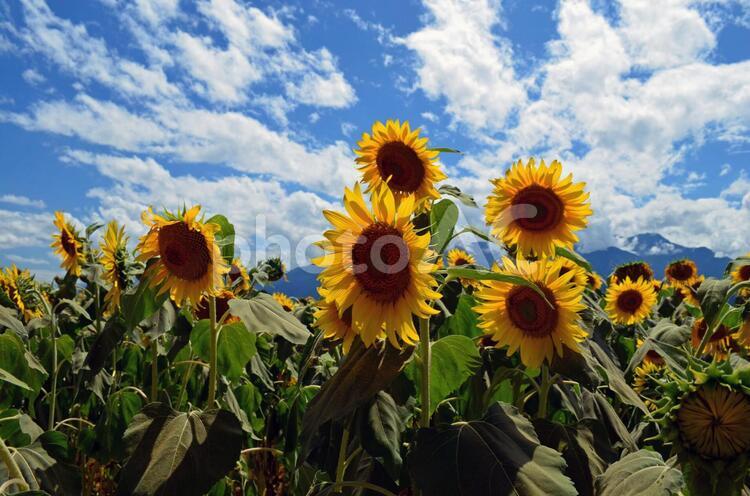 明野のひまわり畑 ひまわり畑,向日葵畑,ひまわりの写真素材