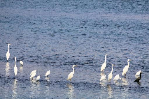 サギの群れ サギの群れ サギ,鳥,鷺の写真素材