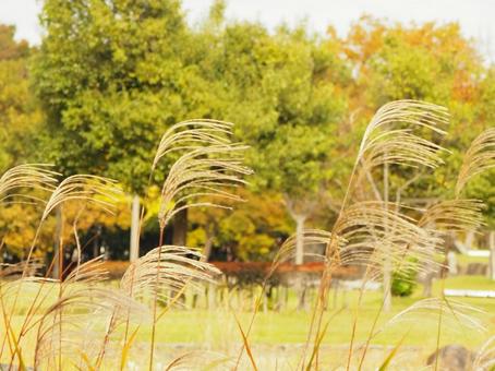秋のススキと公園の緑 秋のススキと公園の緑の写真