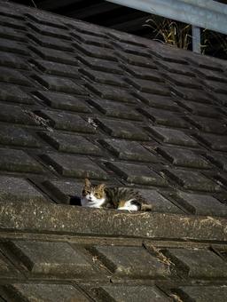 斜面でくつろぐ猫 猫,ねこ,ネコの写真素材