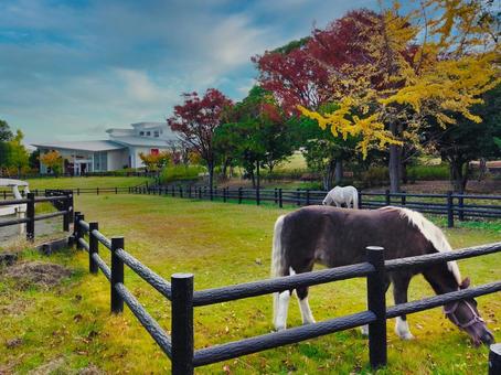 ポニーランドのポニーと魔法の文学館と紅葉 文学,魔法,角野栄子の写真素材