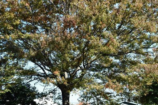 紅葉の季節 紅葉,葉っぱ,秋の写真素材