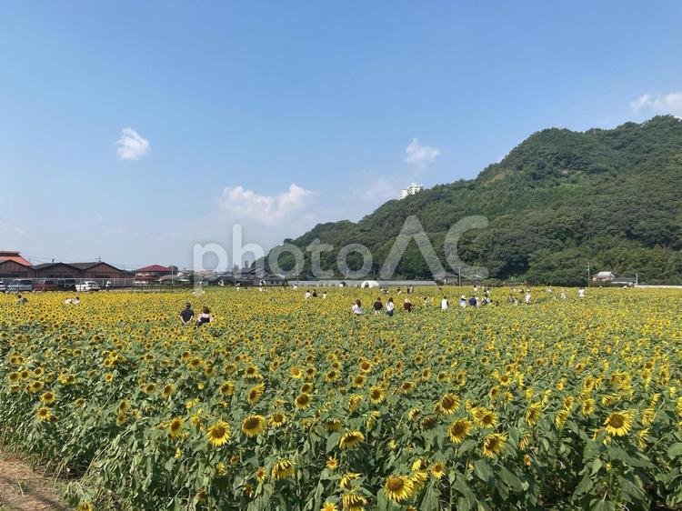 道の駅 原鶴 バサロ ひまわり,ひまわり畑,向日葵の写真素材