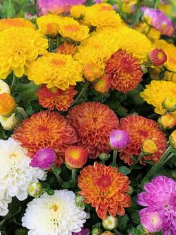 ガーデンマム② ガーデンマム②の写真