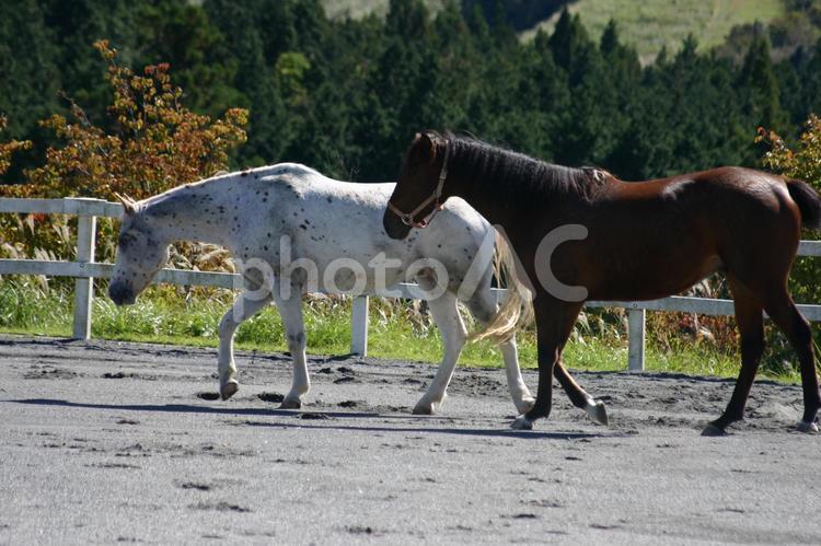 寄り添う２頭の馬 馬,うま,牧場の写真素材