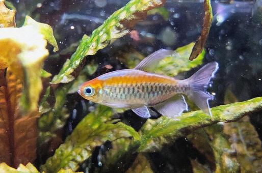コンゴテトラ 熱帯魚 コンゴテトラ 熱帯魚の写真