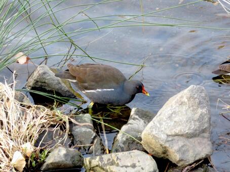 川の岸辺で採餌する鳥のバン バン,鳥,野鳥の写真素材