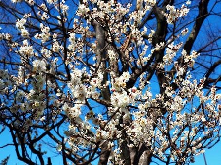 梅の花in隅田公園_10 梅の花in隅田公園_10の写真