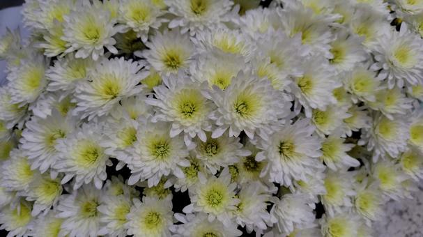 菊 菊,白,秋の写真素材