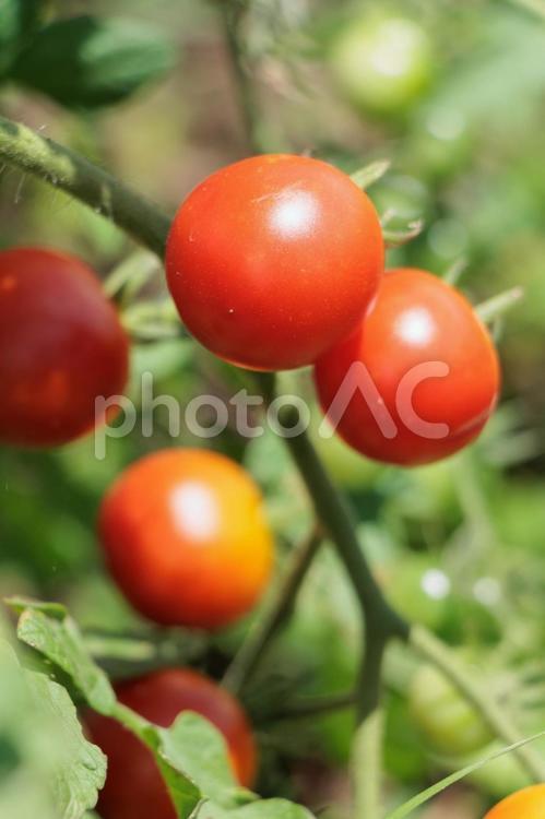 赤く色づく食べごろに育ったのミニトマト トマト,野菜,ミニトマトの写真素材