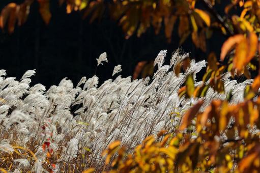 Large flock of silver grass-1, JPG
