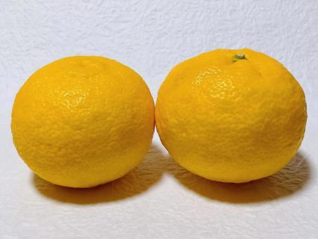 柚子 柚子,果物,ミカン科の写真素材