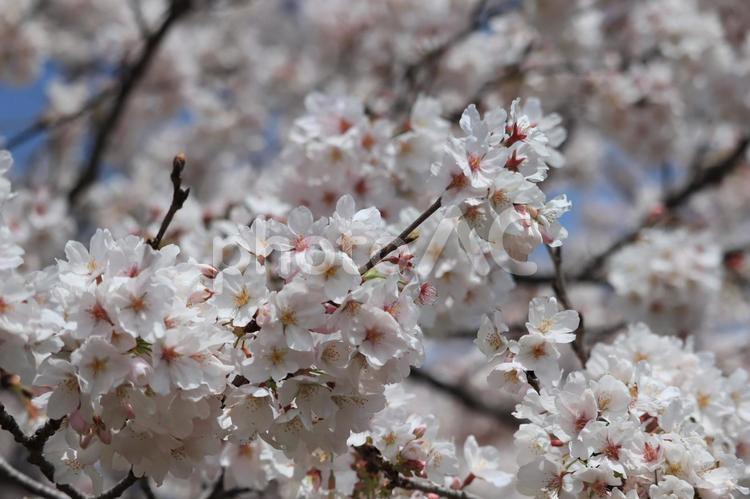 桜−ソメイヨシノ 桜,サクラ,春の写真素材
