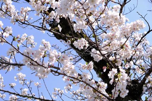 cherry blossoms, JPG