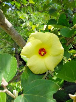 黄色いハマボウの花 黄色いハマボウの花 ハマボウ,浜朴,花の写真素材