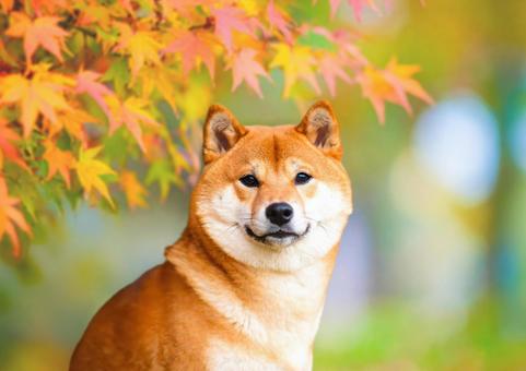 秋の紅葉と柴犬・木の下でたたずむ柴犬 秋の紅葉と柴犬・木の下でたたずむ柴犬の写真