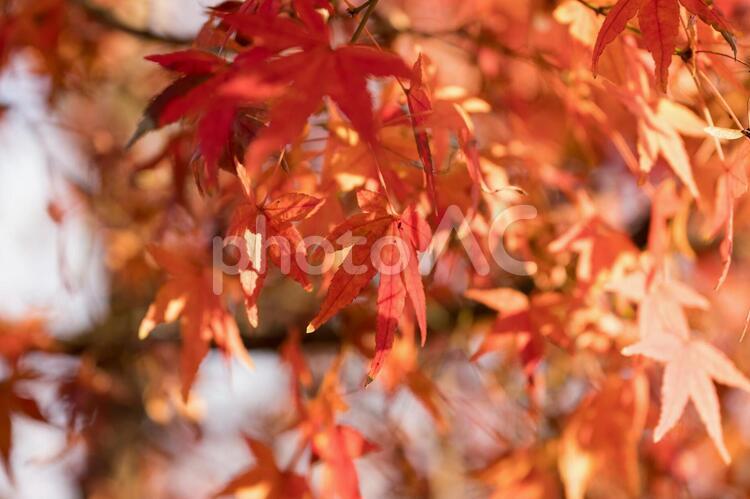 【秋】紅葉・もみじ【季節】 紅葉,秋,もみじの写真素材