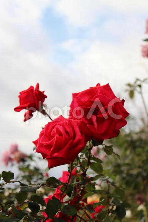 アメリカ生まれの真っ赤な薔薇、タイムレス'98 薔薇,花,植物の写真素材
