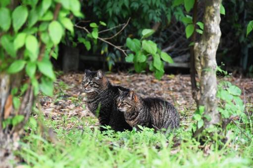野良猫の写真