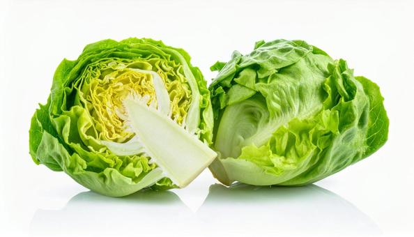 レタス 二つに切った断面 レタス 二つに切った断面の写真