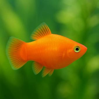 【熱帯魚】水槽を泳ぐプラティ 【熱帯魚】水槽を泳ぐプラティの写真