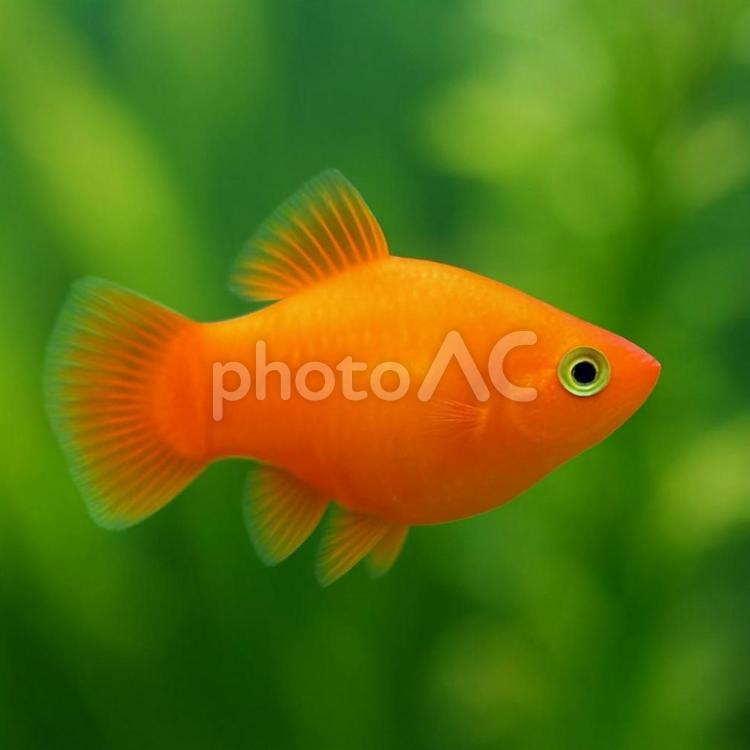 【熱帯魚】水槽を泳ぐプラティ プラティ,熱帯魚,観賞用の写真素材
