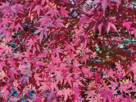 紅葉 秋,自然,夕日の写真素材