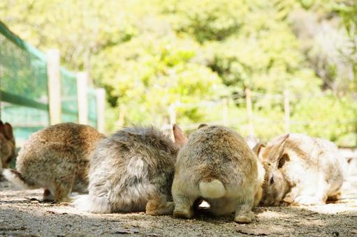 広島 大久野島 おしりを向けたうさぎ達 広島 大久野島 おしりを向けたうさぎ達 うさぎ,兎,卯の写真素材