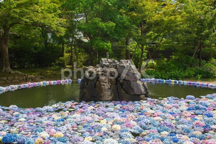 久安寺　あじさいうかべ 久安寺,あじさいうかべ,あじさいの写真素材