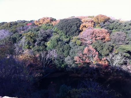 紅葉と色んな緑の木々達 紅葉と色んな緑の木々達の写真