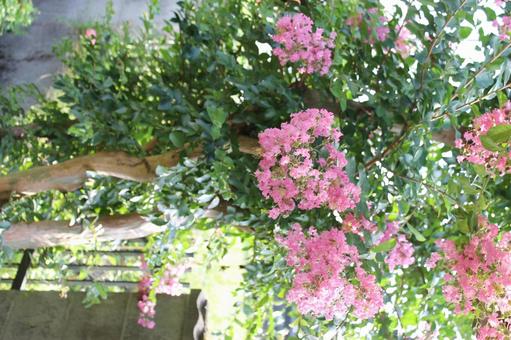 さるすべりの木 さるすべりの木 さるすべり,初夏の植物,ピンクの写真素材