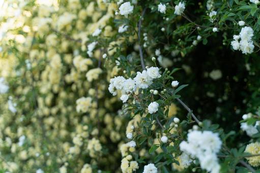 春の日差しに咲く白いモッコウバラ② モッコウバラ,バラ,白い花の写真素材