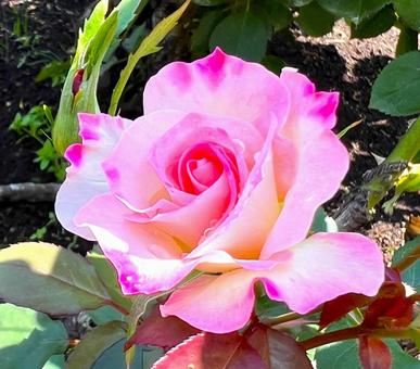 Rose, JPG