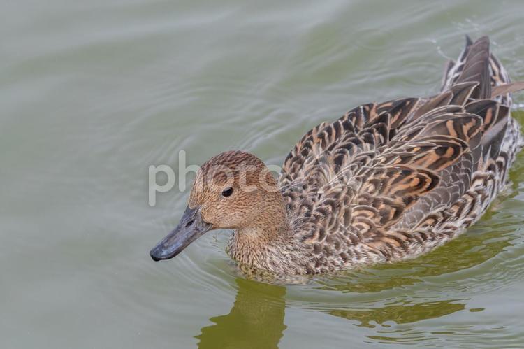 穏やかな水面を泳ぐオナガガモの雌 オナガガモ,鳥,カモの写真素材