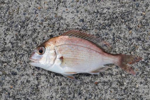 釣れた真鯛の幼魚(チャリコ) 1 釣れた真鯛の幼魚(チャリコ) 1の写真