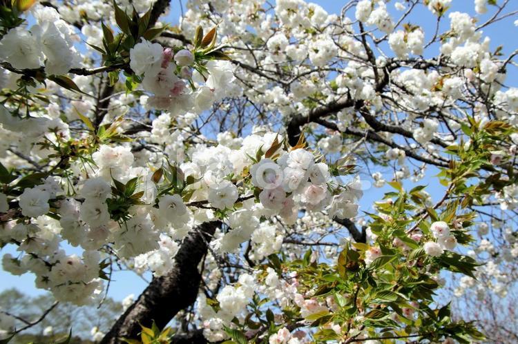 新緑と同時開花の桜花 桜,さくら,サクラの写真素材