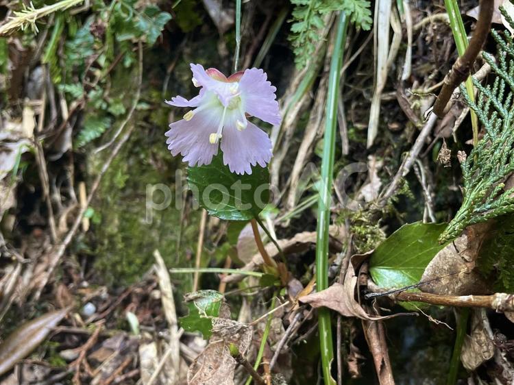 山奥に生えるイワウチワの花を下から見る イワウチワ,岩団扇,ピンクの写真素材