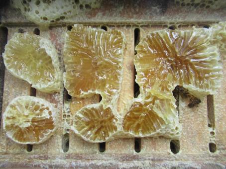 食べ物 食べ物の写真