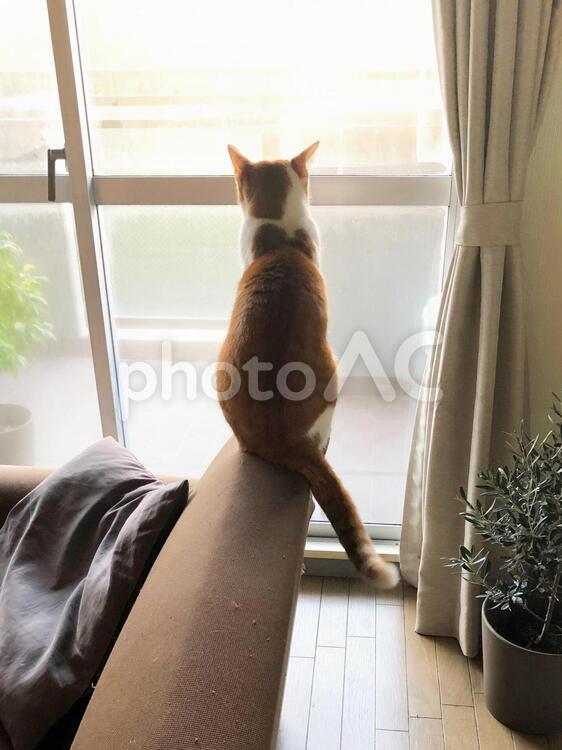 窓の外を見つめる猫 猫,ネコ,ねこの写真素材