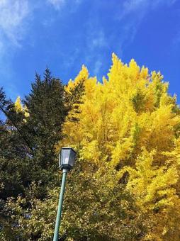 青空と大銀杏 風景,秋,自然の写真素材