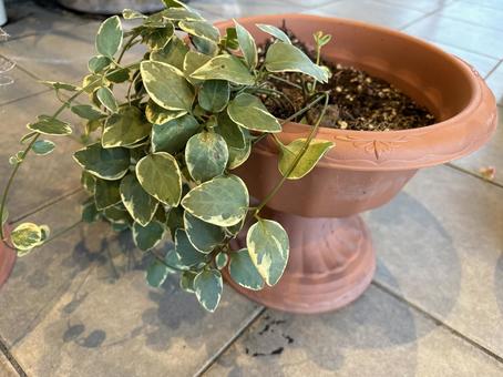 斑入りグリーンの鉢植え植物 斑入りグリーンの鉢植え植物 観葉植物,グリーン,鉢植えの写真素材
