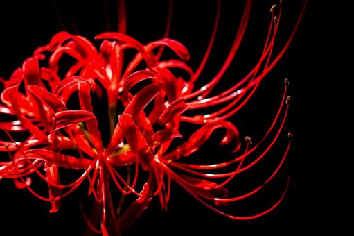 Red spider lilies on a black background, JPG