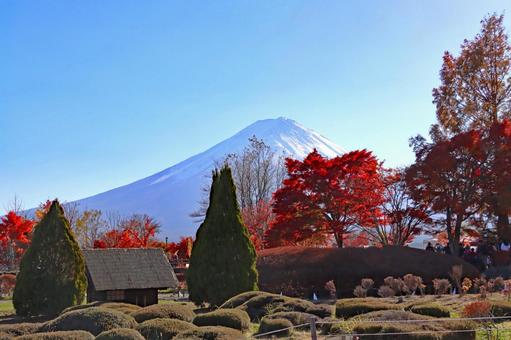 紅葉するモミジ越しに見える富士山 紅葉するモミジ越しに見える富士山 富士山,冠雪,紅葉の写真素材