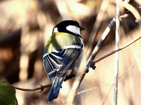 蔦にとまるシジュウカラの写真