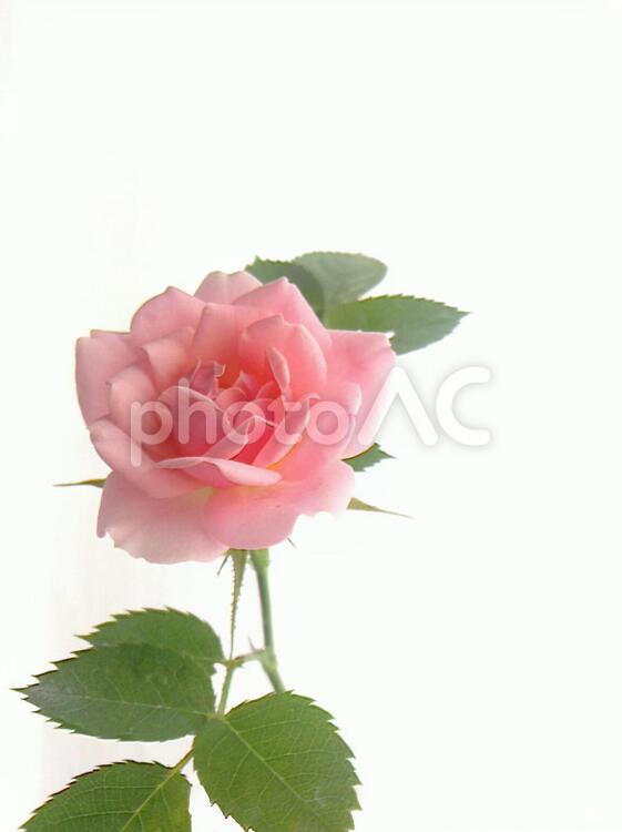 光の中のバラ1 バラ,ローズ,ピンクの写真素材