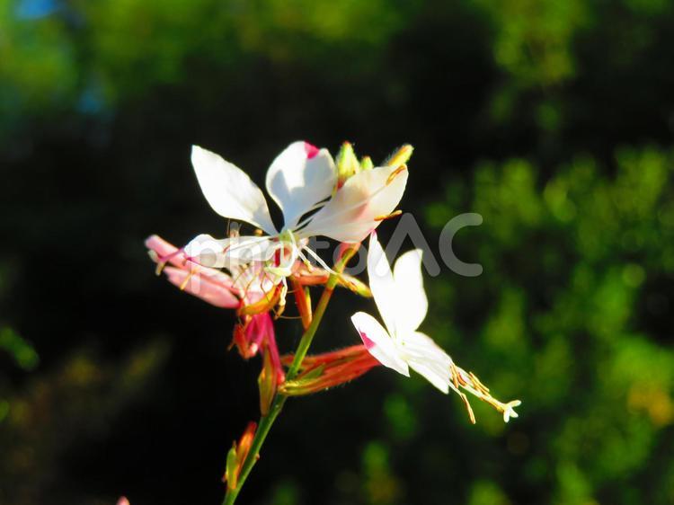８月下旬のガウラの花 背景,ガウラ,花の写真素材