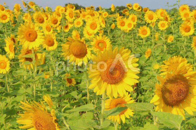 ひまわり畑の風景 ひまわり,夏,花の写真素材