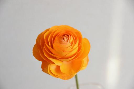 オレンジ色のラナンキュラス オレンジ色のラナンキュラスの写真
