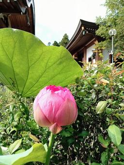 ハスのつぼみ 観音寺 千葉県柏市 ハスのつぼみ 観音寺 千葉県柏市の写真