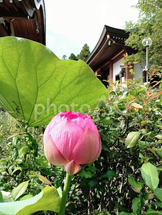 ハスのつぼみ　観音寺　千葉県柏市 ハス,花,つぼみの写真素材
